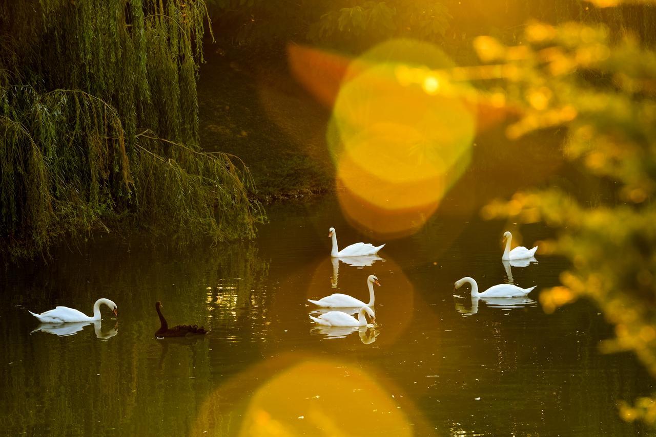 Lacul Verde Resort Плоєшті Екстер'єр фото