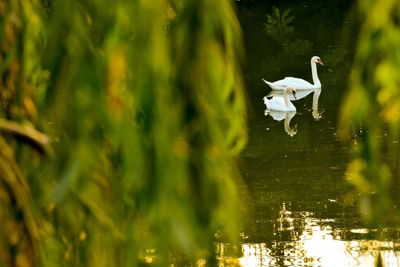 Lacul Verde Resort Плоєшті Екстер'єр фото